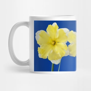 Narcissus  &#39;Cassata&#39;  Daffodil  Division 11a Split-corona: Collar Mug